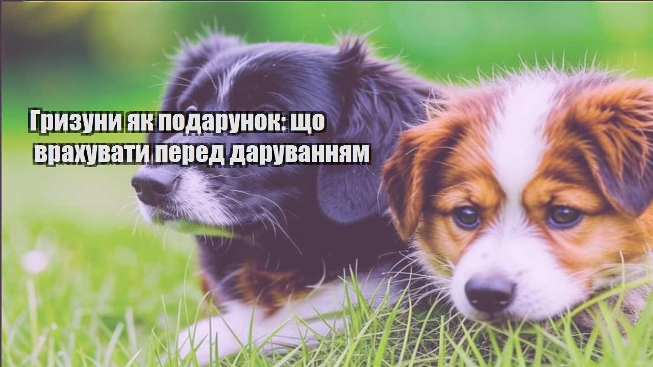 gryzuny yak podarunok shho vrahuvaty pered daruvannyam