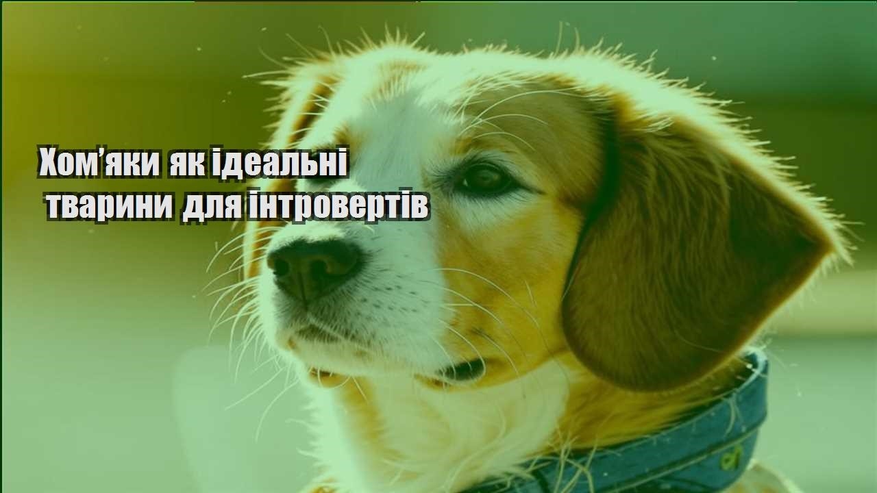 homyaky yak idealni tvaryny dlya introvertiv