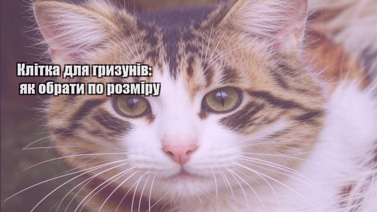 klitka dlya gryzuniv yak obraty po rozmiru