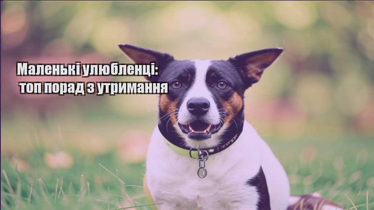 malenki ulyublenczi top porad z utrymannya