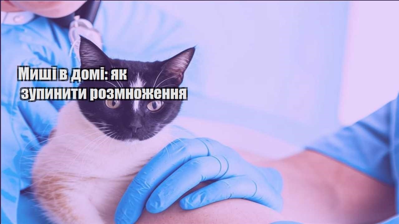 myshi v domi yak zupynyty rozmnozhennya