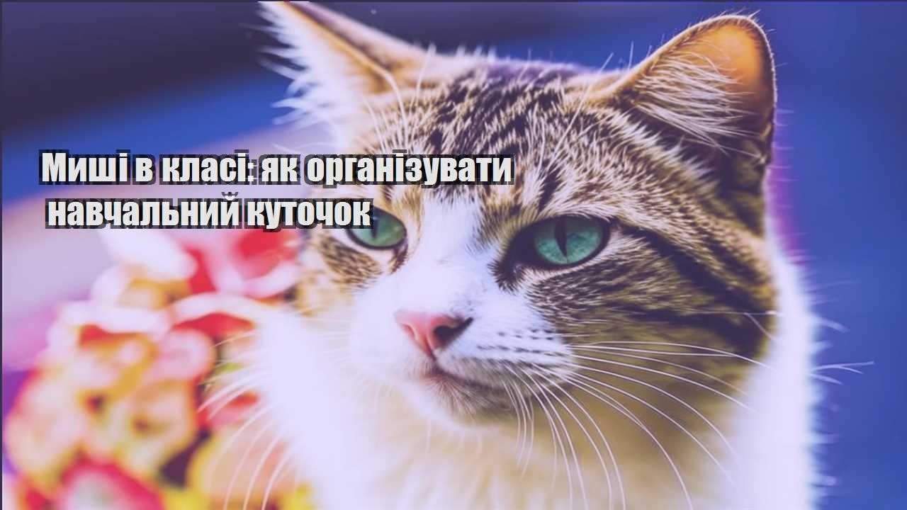 myshi v klasi yak organizuvaty navchalnyj kutochok