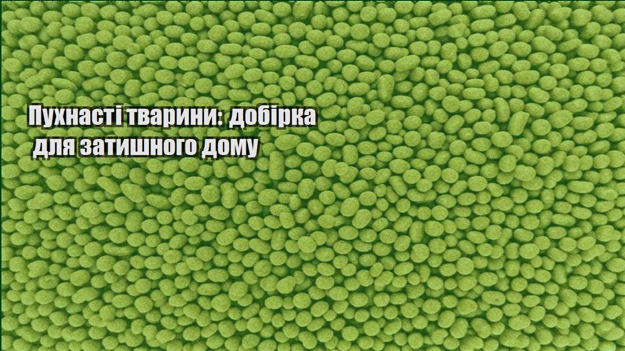 puhnasti tvaryny dobirka dlya zatyshnogo domu
