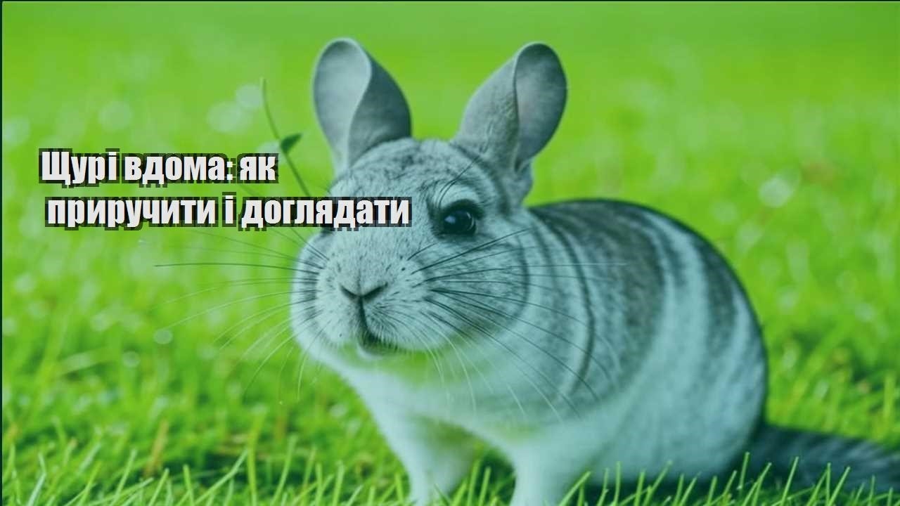 shhuri vdoma yak pryruchyty i doglyadaty