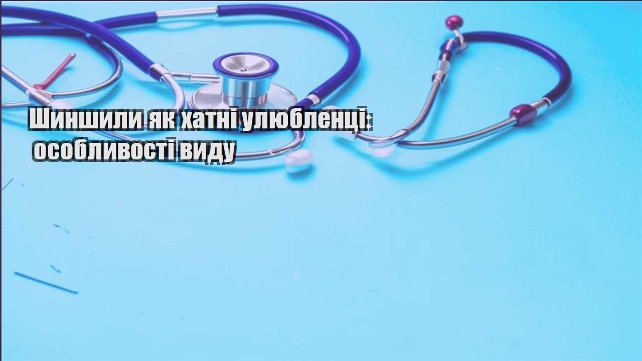 shynshyly yak hatni ulyublenczi osoblyvosti vydu