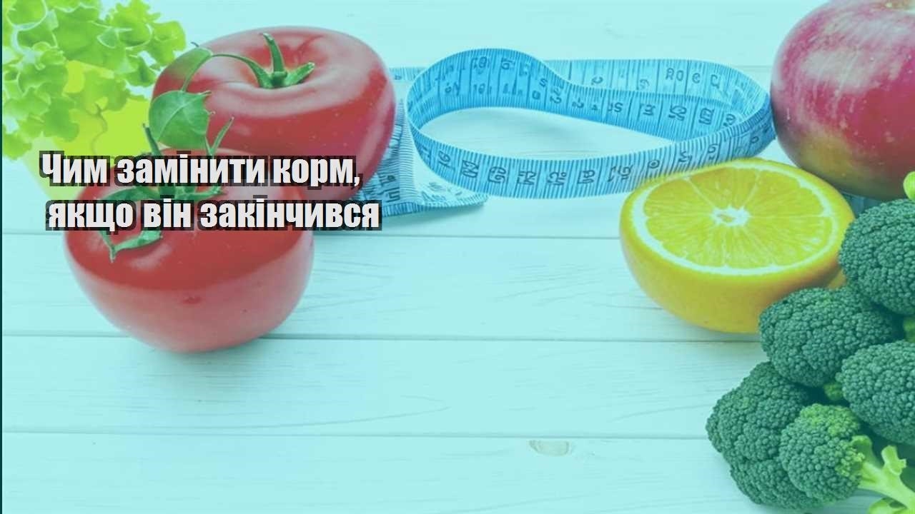 chym zaminyty korm yakshho vin zakinchyvsya