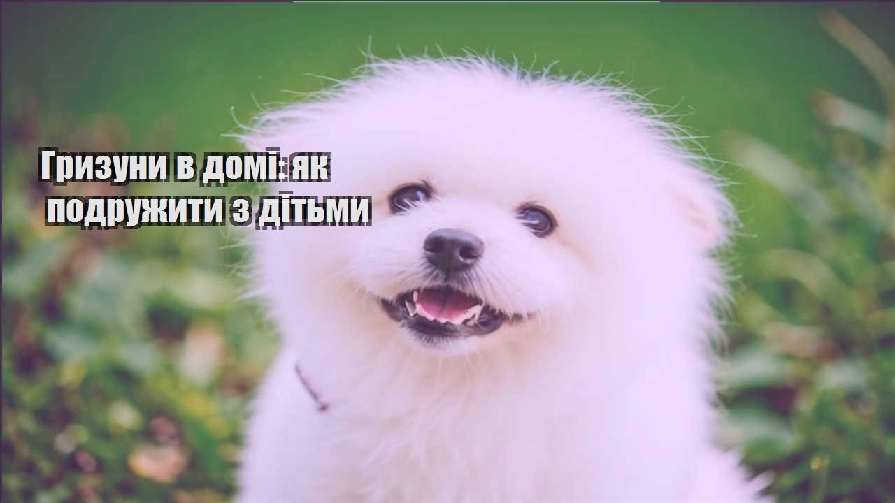 gryzuny v domi yak podruzhyty z ditmy