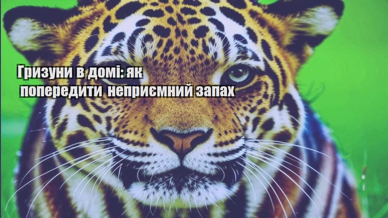 gryzuny v domi yak poperedyty nepryyemnyj zapah