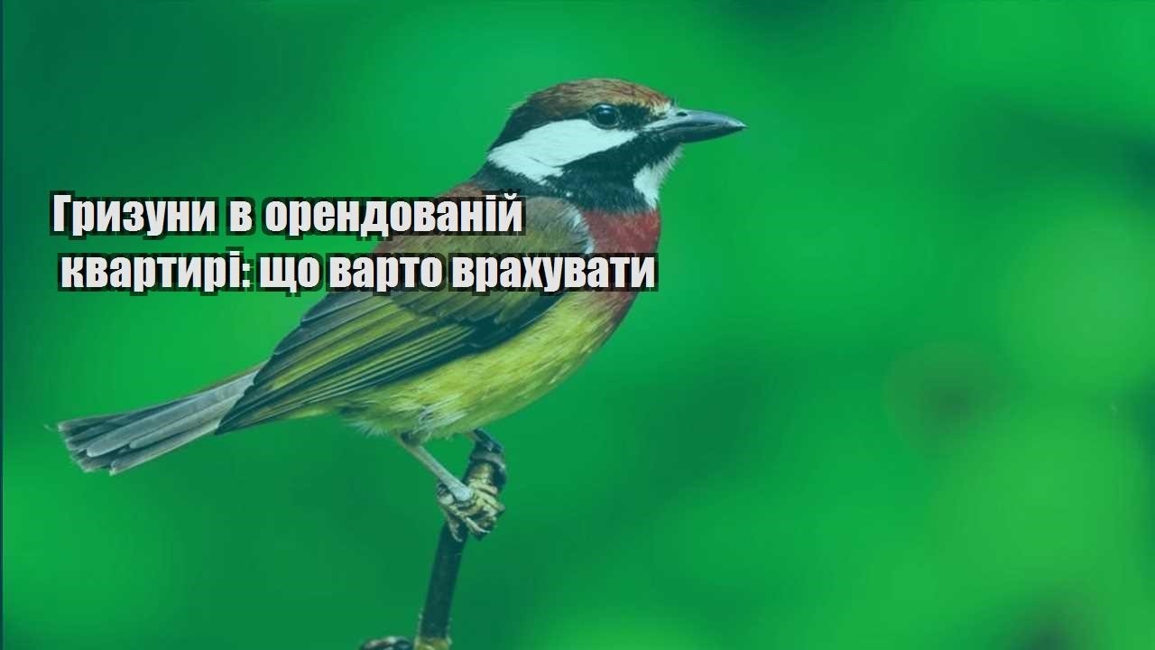 gryzuny v orendovanij kvartyri shho varto vrahuvaty