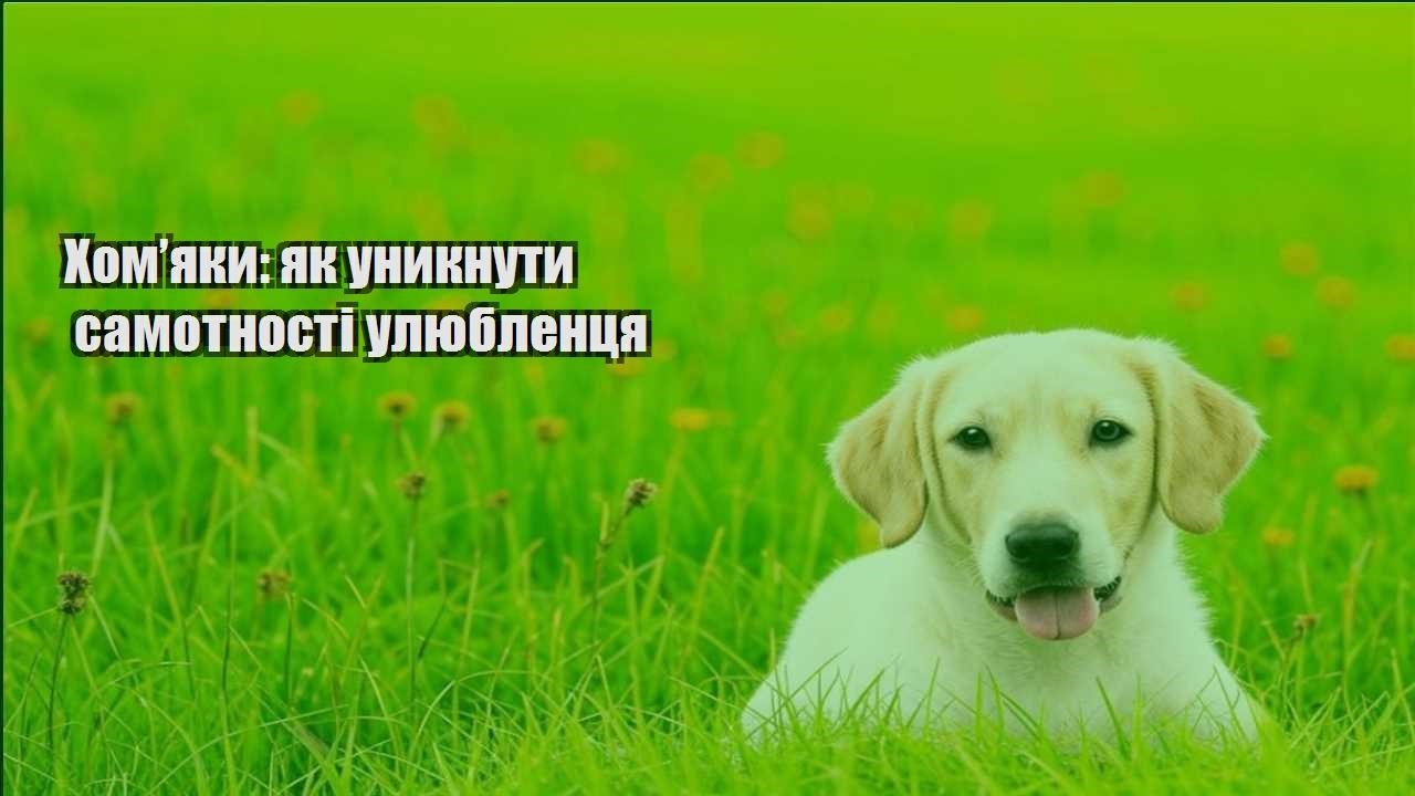 homyaky yak unyknuty samotnosti ulyublenczya