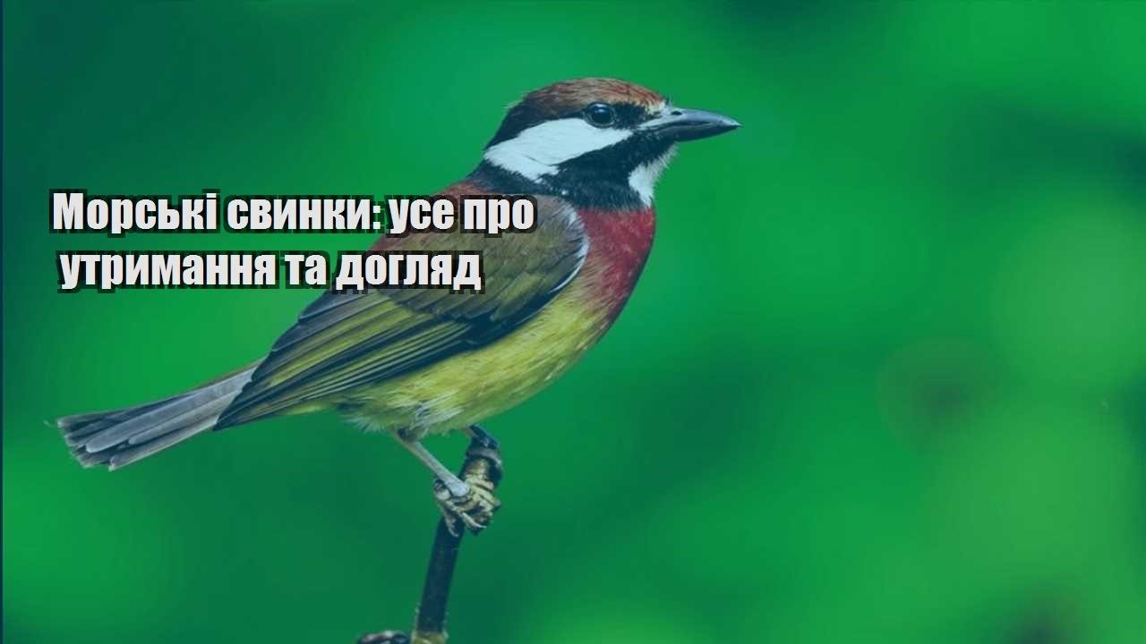 morski svynky use pro utrymannya ta doglyad