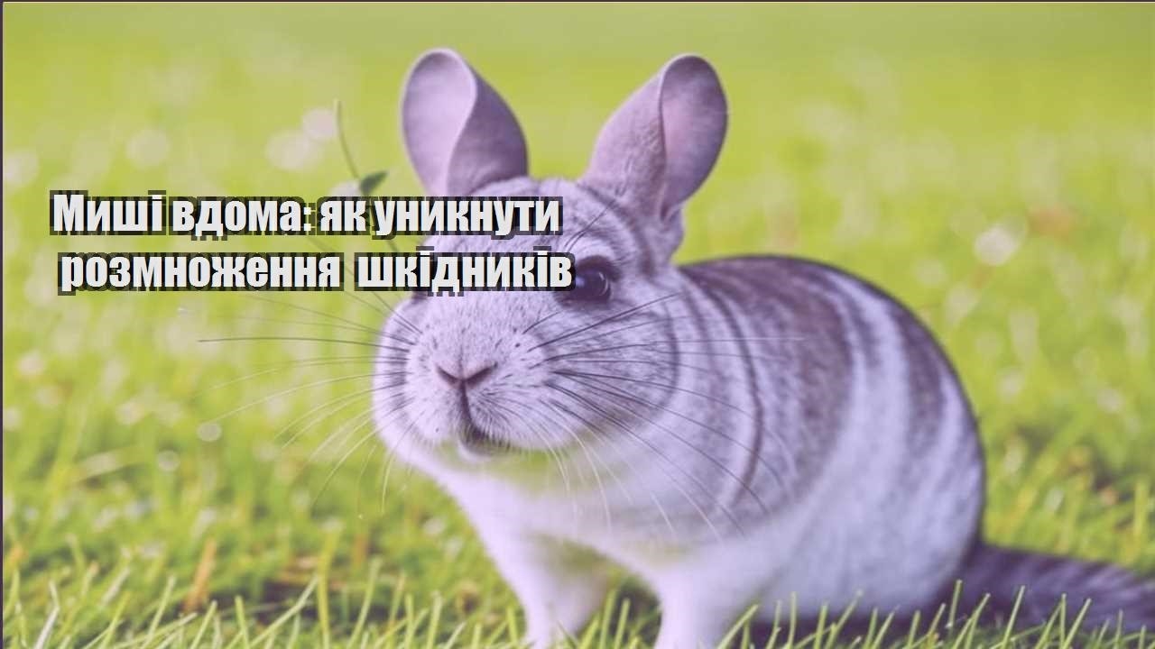 myshi vdoma yak unyknuty rozmnozhennya shkidnykiv