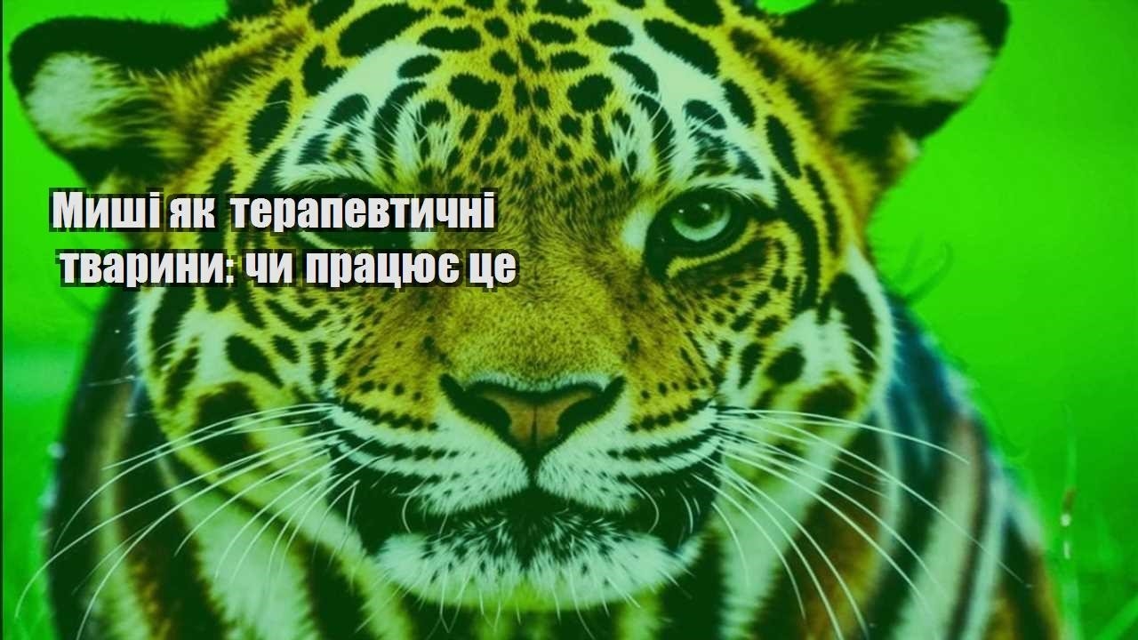 myshi yak terapevtychni tvaryny chy praczyuye cze