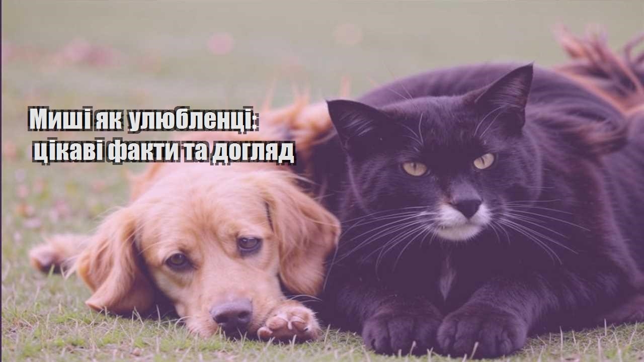 myshi yak ulyublenczi czikavi fakty ta doglyad