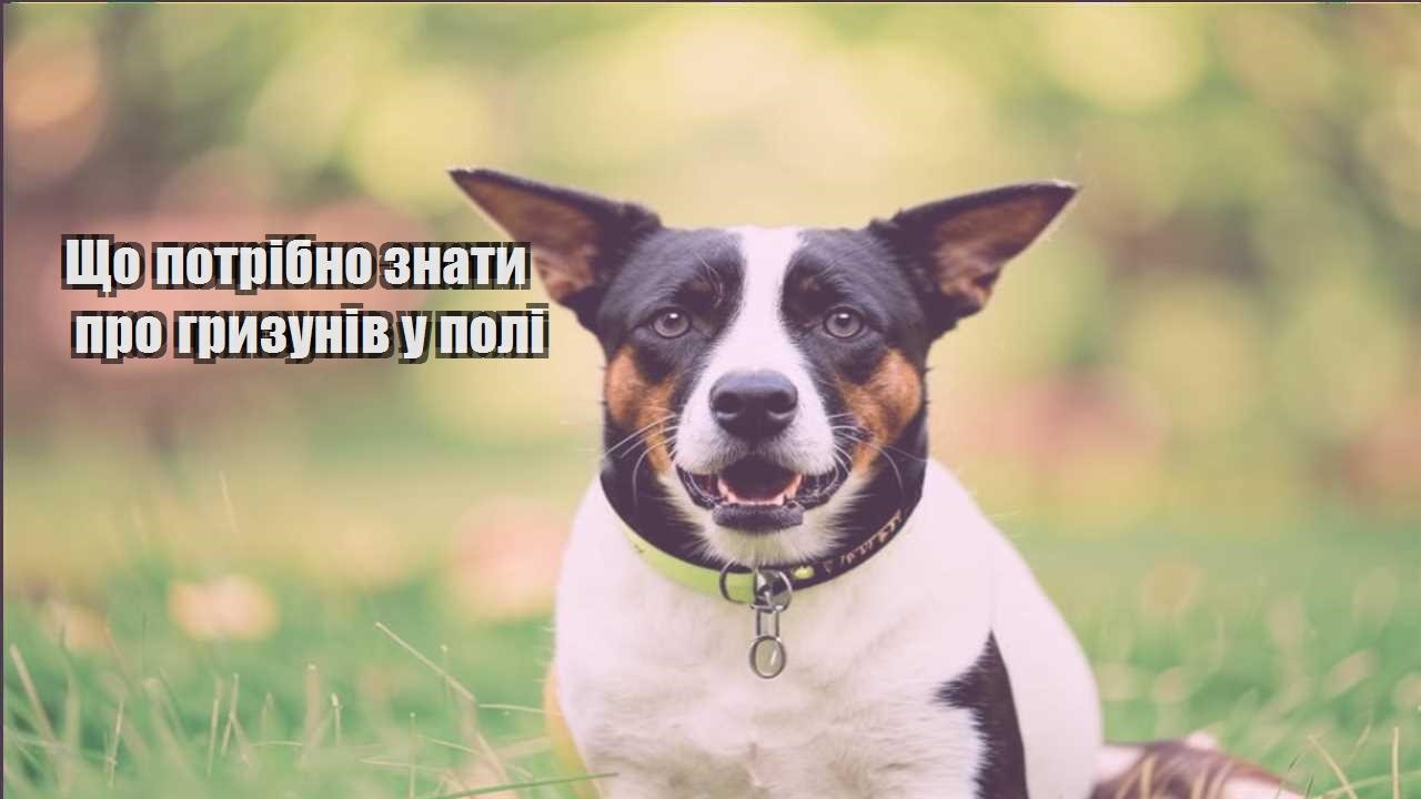 shho potribno znaty pro gryzuniv u poli