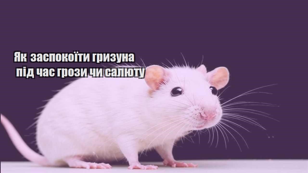 yak zaspokoyity gryzuna pid chas grozy chy salyutu