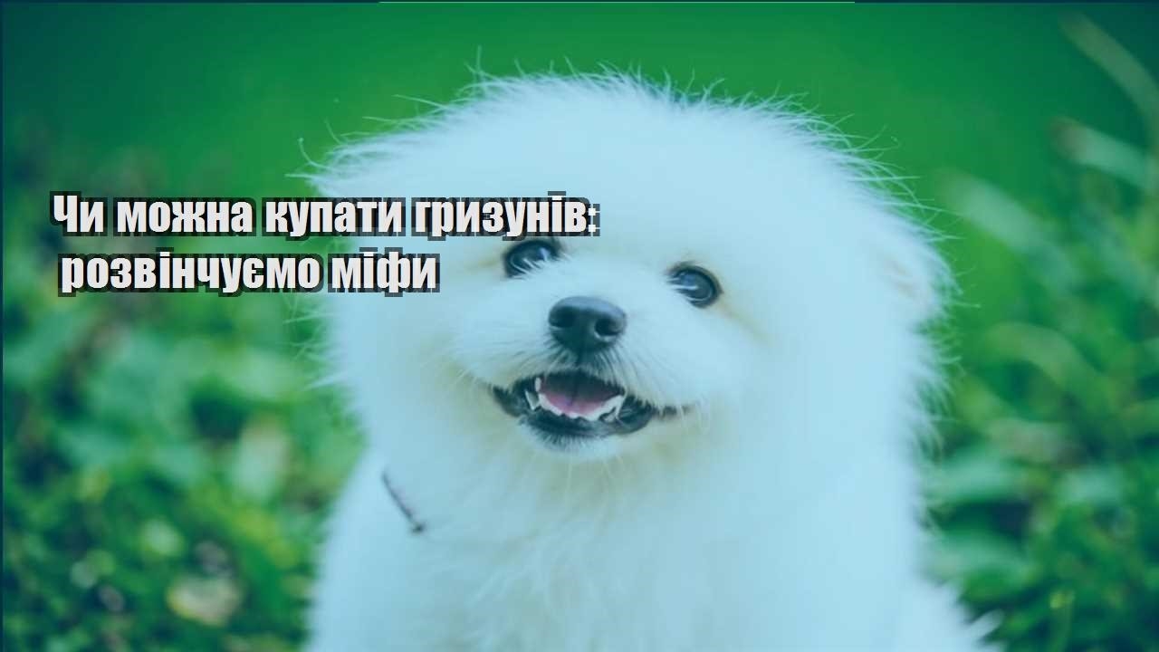 chy mozhna kupaty gryzuniv rozvinchuyemo mify