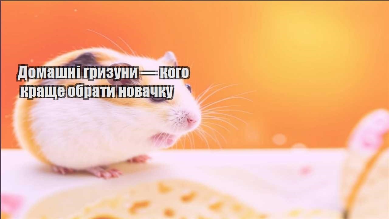 domashni gryzuny — kogo krashhe obraty novachku