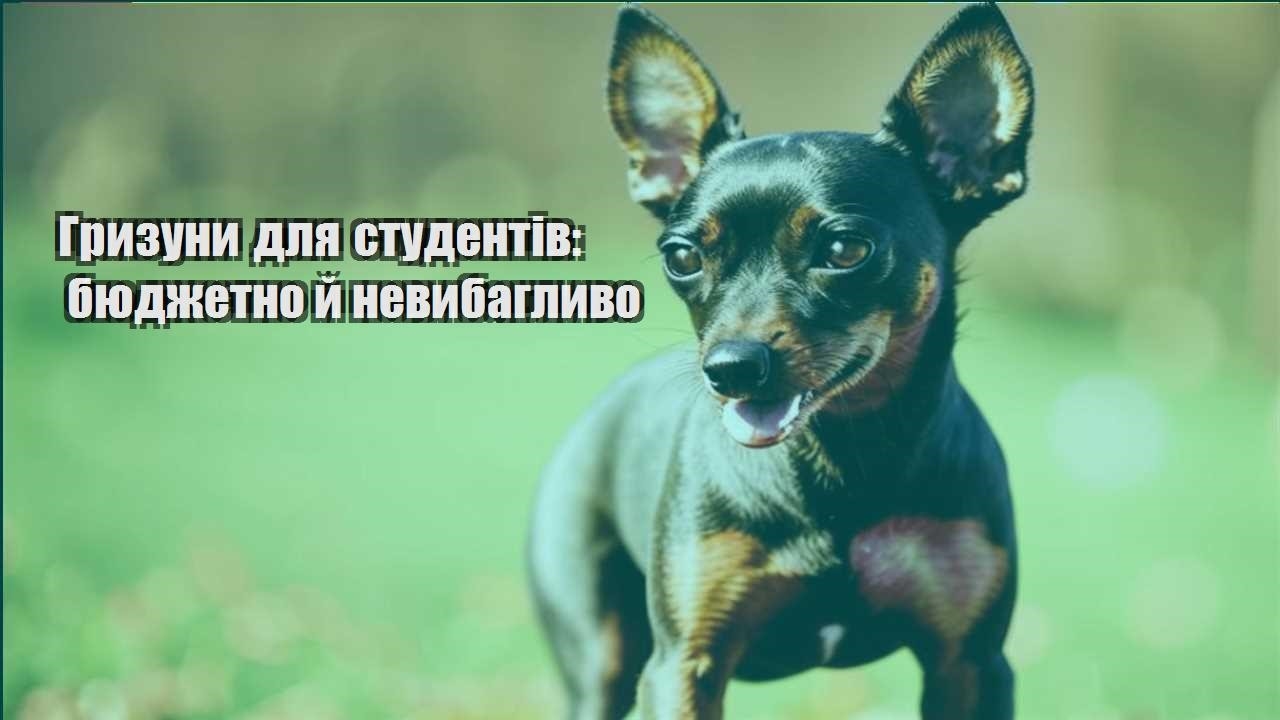 gryzuny dlya studentiv byudzhetno j nevybaglyvo