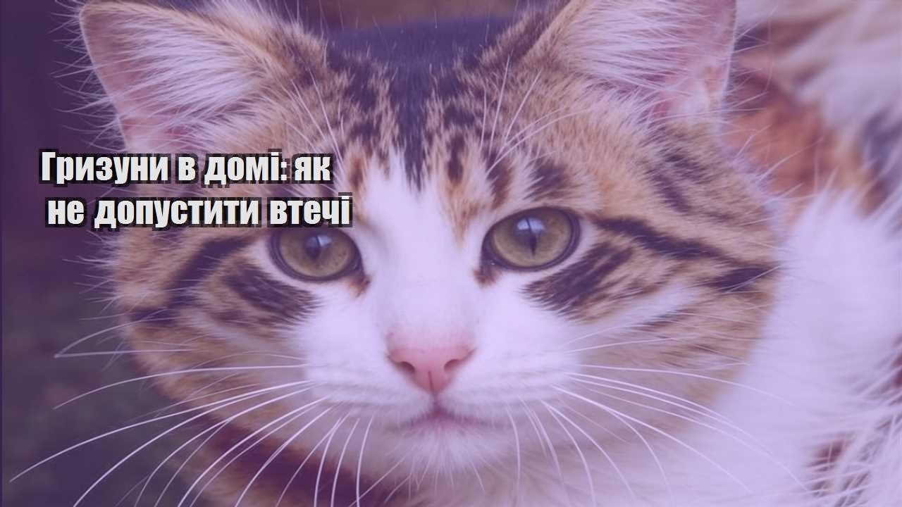 gryzuny v domi yak ne dopustyty vtechi