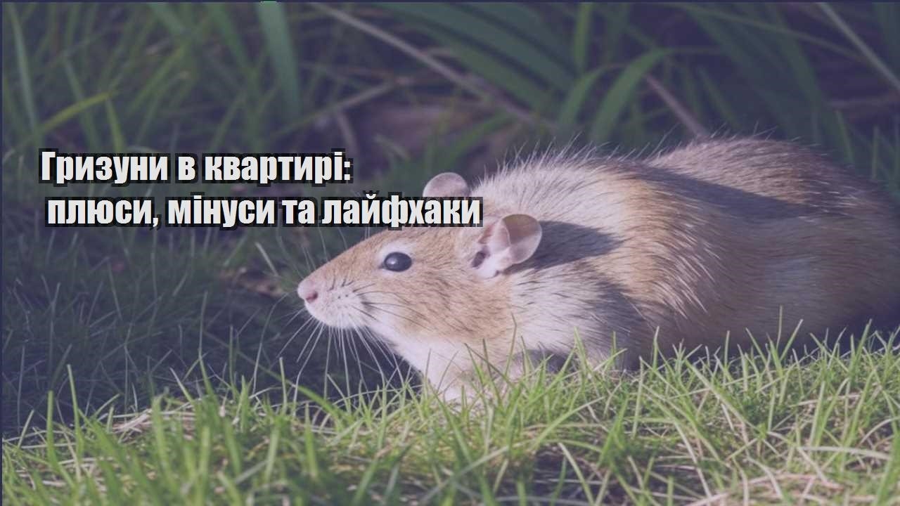 gryzuny v kvartyri plyusy minusy ta lajfhaky
