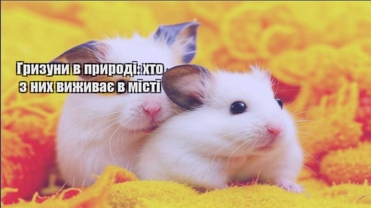 gryzuny v pryrodi hto z nyh vyzhyvaye v misti