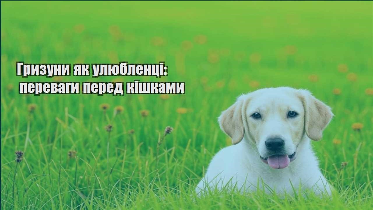 gryzuny yak ulyublenczi perevagy pered kishkamy