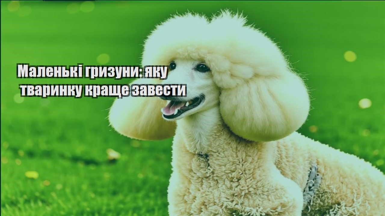 malenki gryzuny yaku tvarynku krashhe zavesty