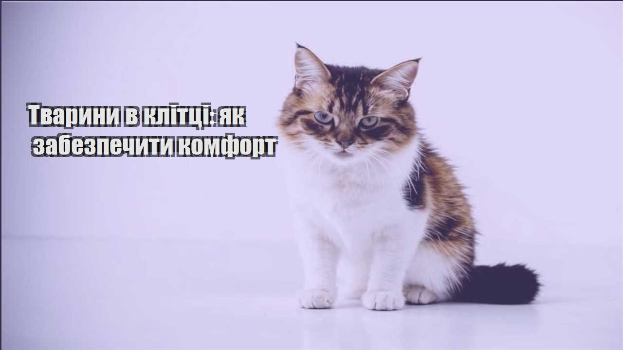 tvaryny v klitczi yak zabezpechyty komfort