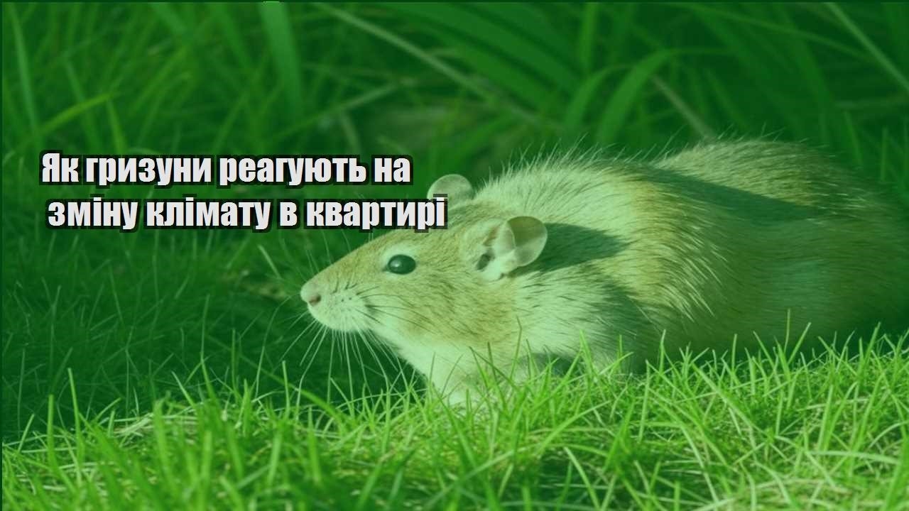 yak gryzuny reaguyut na zminu klimatu v kvartyri