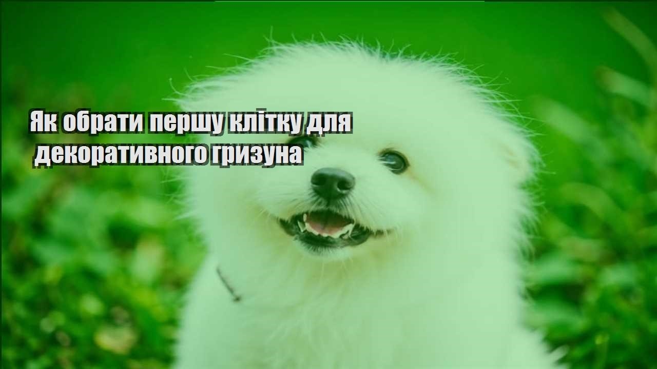 yak obraty pershu klitku dlya dekoratyvnogo gryzuna