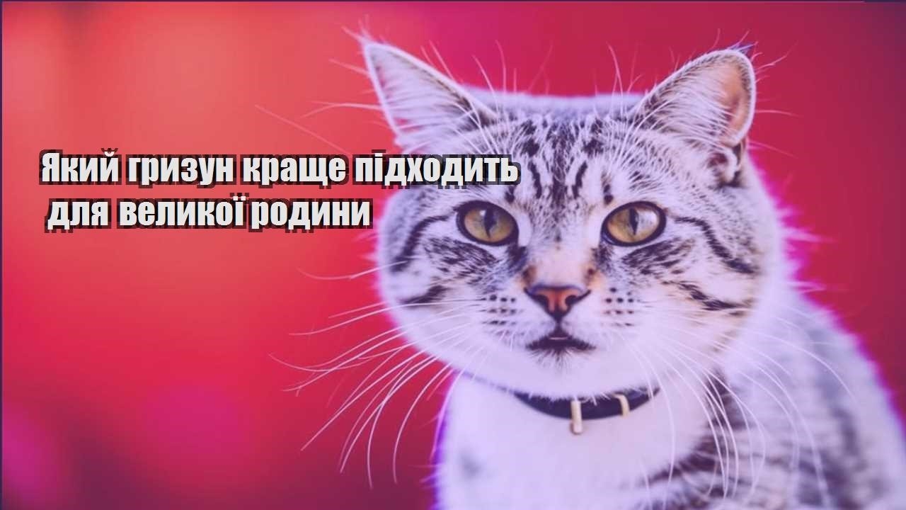 yakyj gryzun krashhe pidhodyt dlya velykoyi rodyny