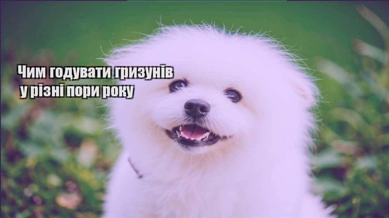 chym goduvaty gryzuniv u rizni pory roku