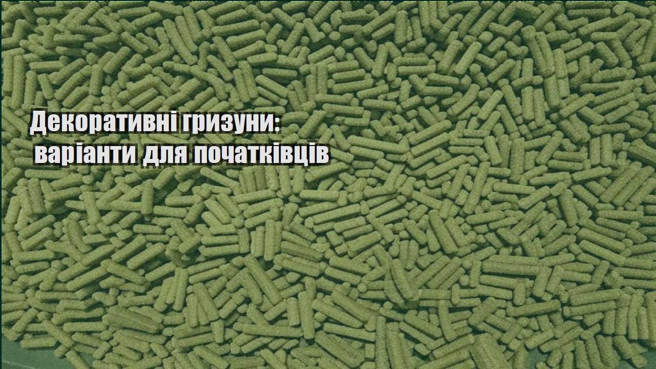 dekoratyvni gryzuny varianty dlya pochatkivcziv