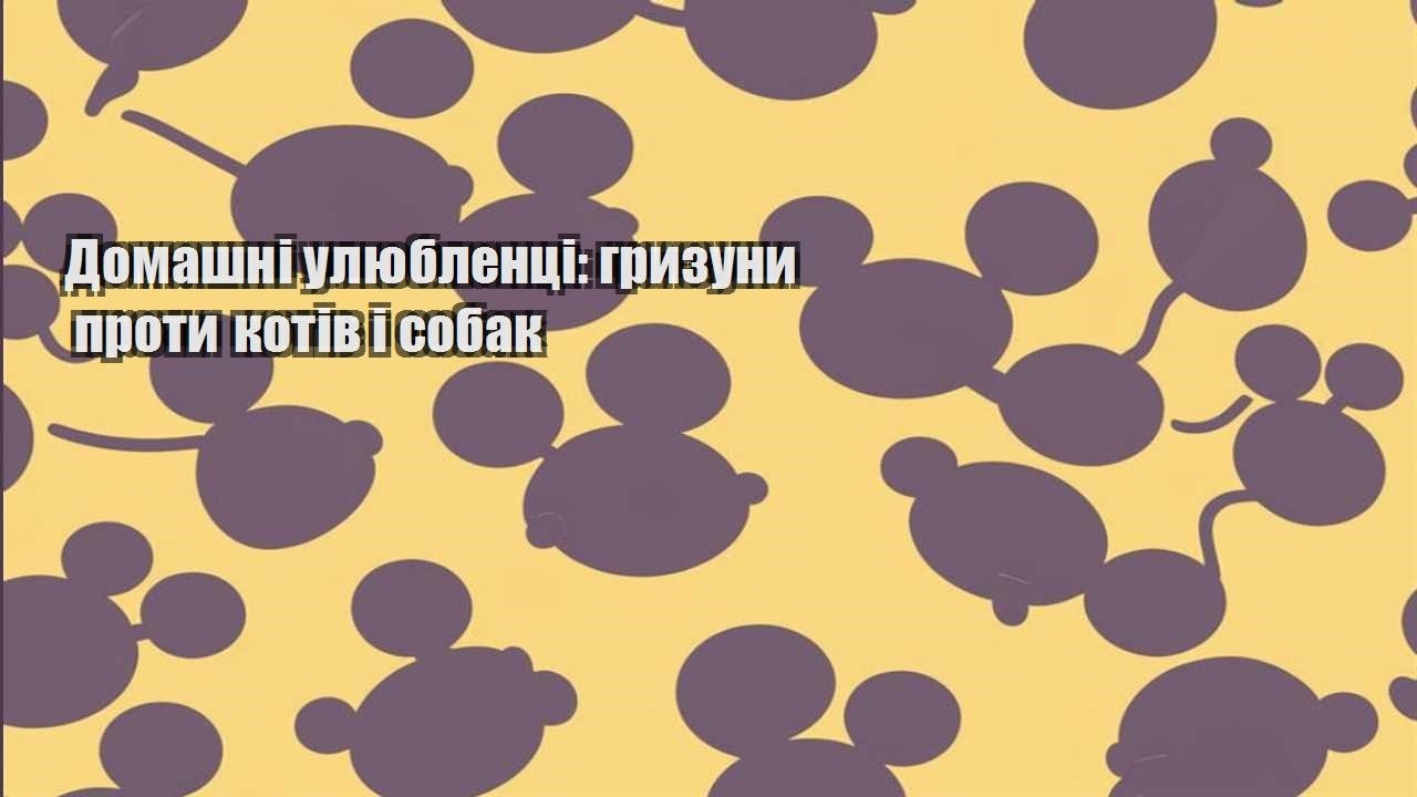 domashni ulyublenczi gryzuny proty kotiv i sobak