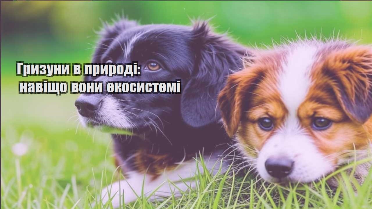 gryzuny v pryrodi navishho vony ekosystemi