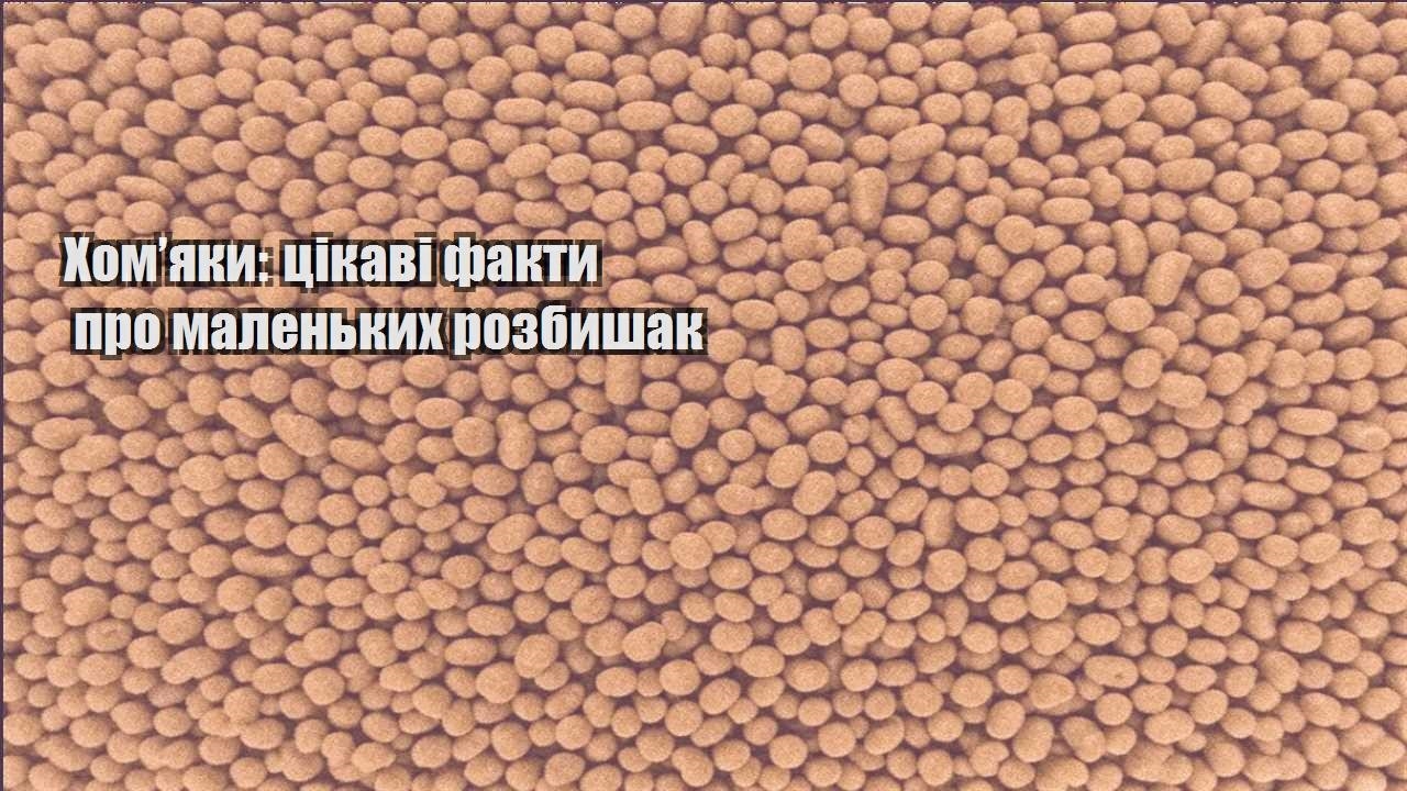 homyaky czikavi fakty pro malenkyh rozbyshak