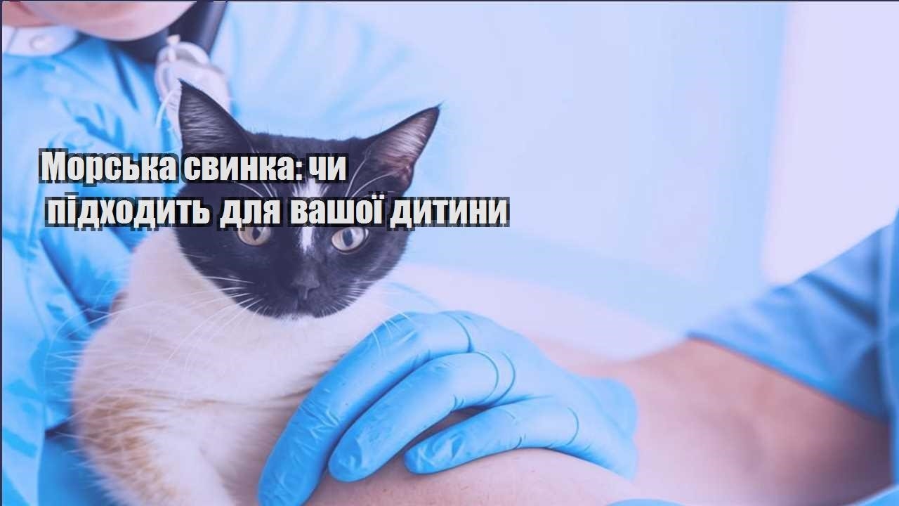 morska svynka chy pidhodyt dlya vashoyi dytyny
