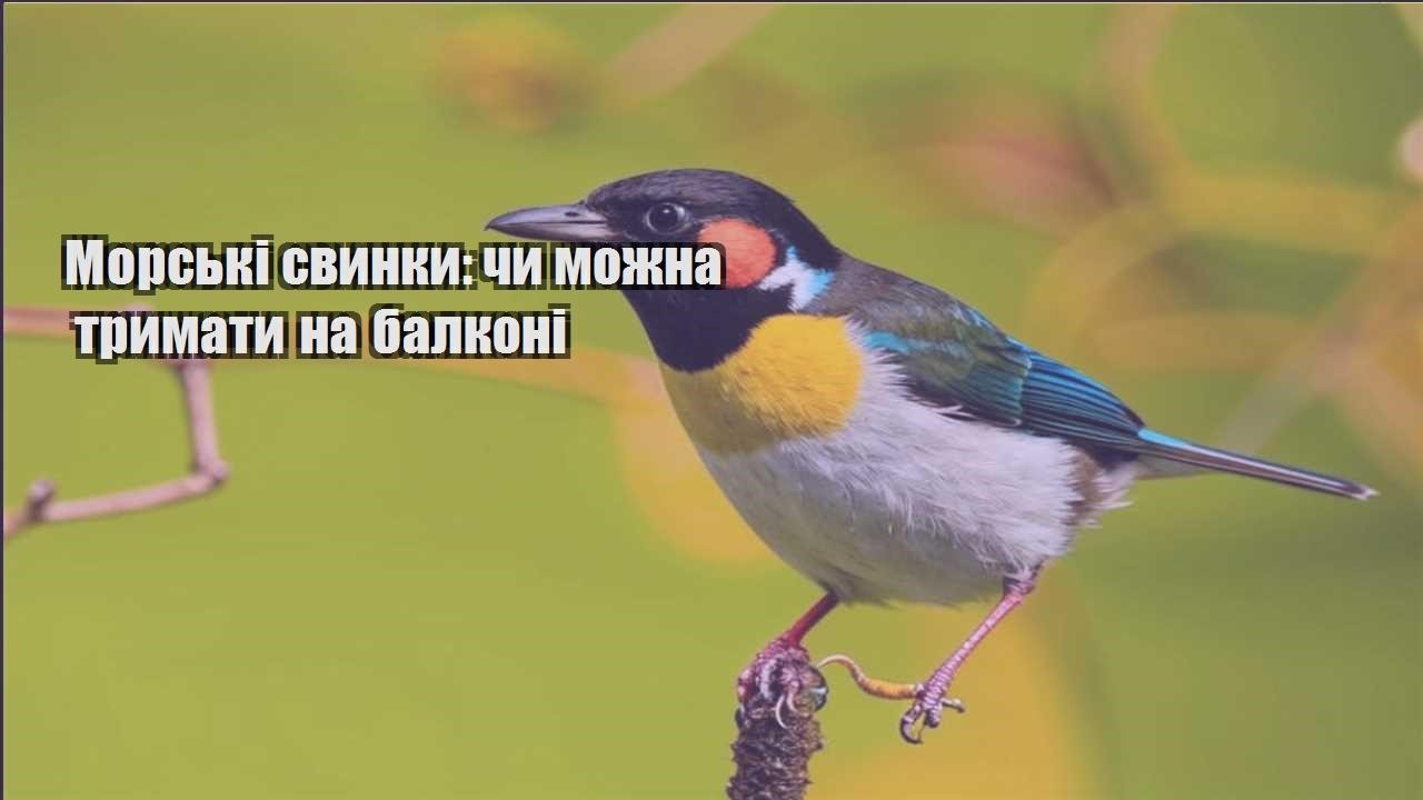 morski svynky chy mozhna trymaty na balkoni