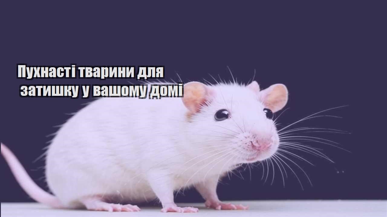 puhnasti tvaryny dlya zatyshku u vashomu domi