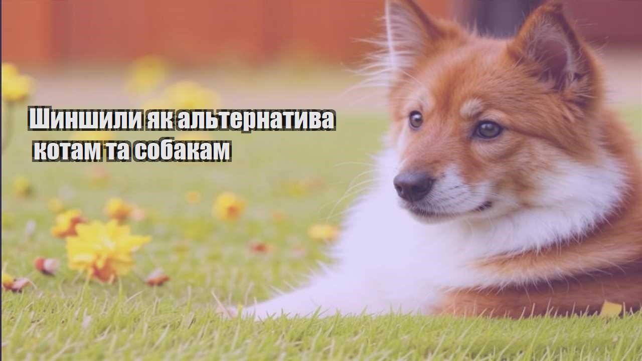 shynshyly yak alternatyva kotam ta sobakam