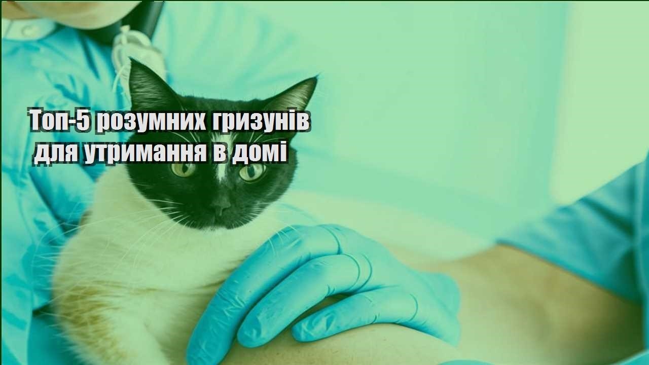 top 5 rozumnyh gryzuniv dlya utrymannya v domi