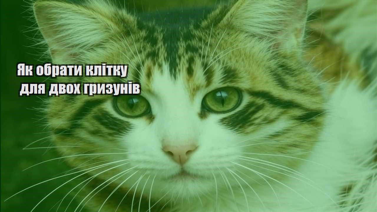 yak obraty klitku dlya dvoh gryzuniv