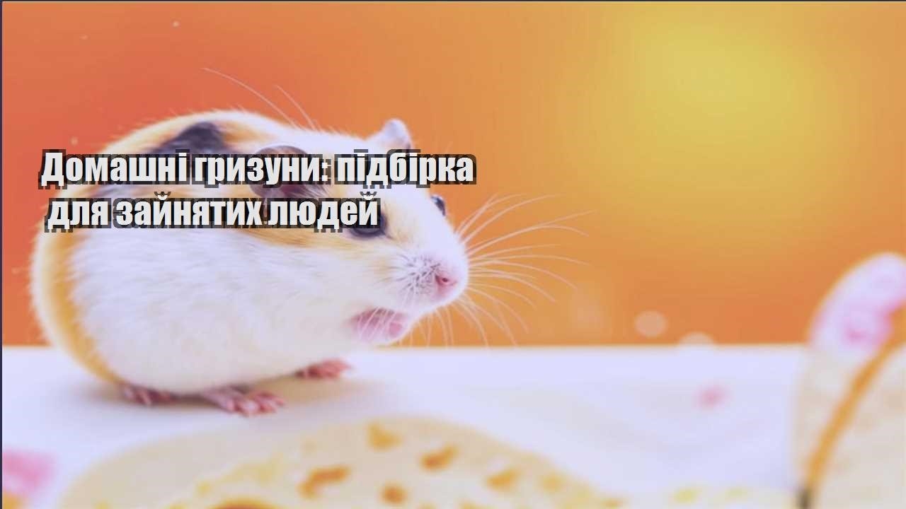 domashni gryzuny pidbirka dlya zajnyatyh lyudej