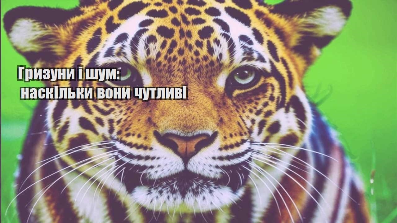 gryzuny i shum naskilky vony chutlyvi