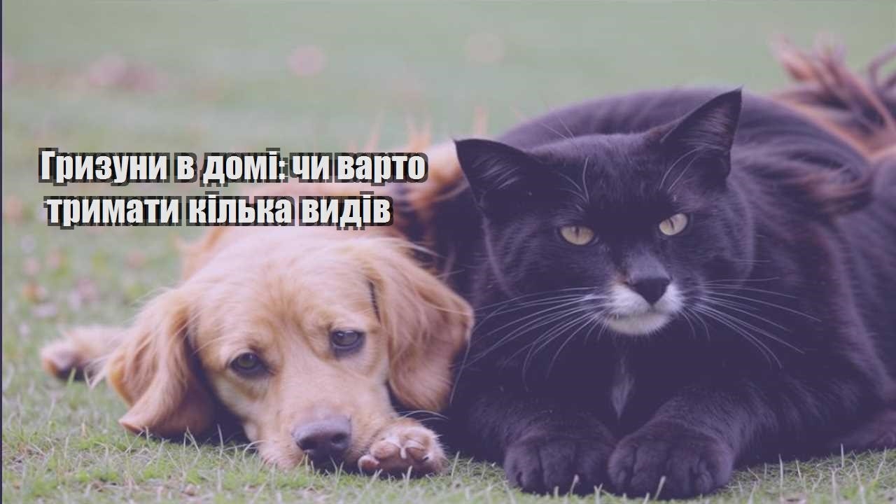 gryzuny v domi chy varto trymaty kilka vydiv