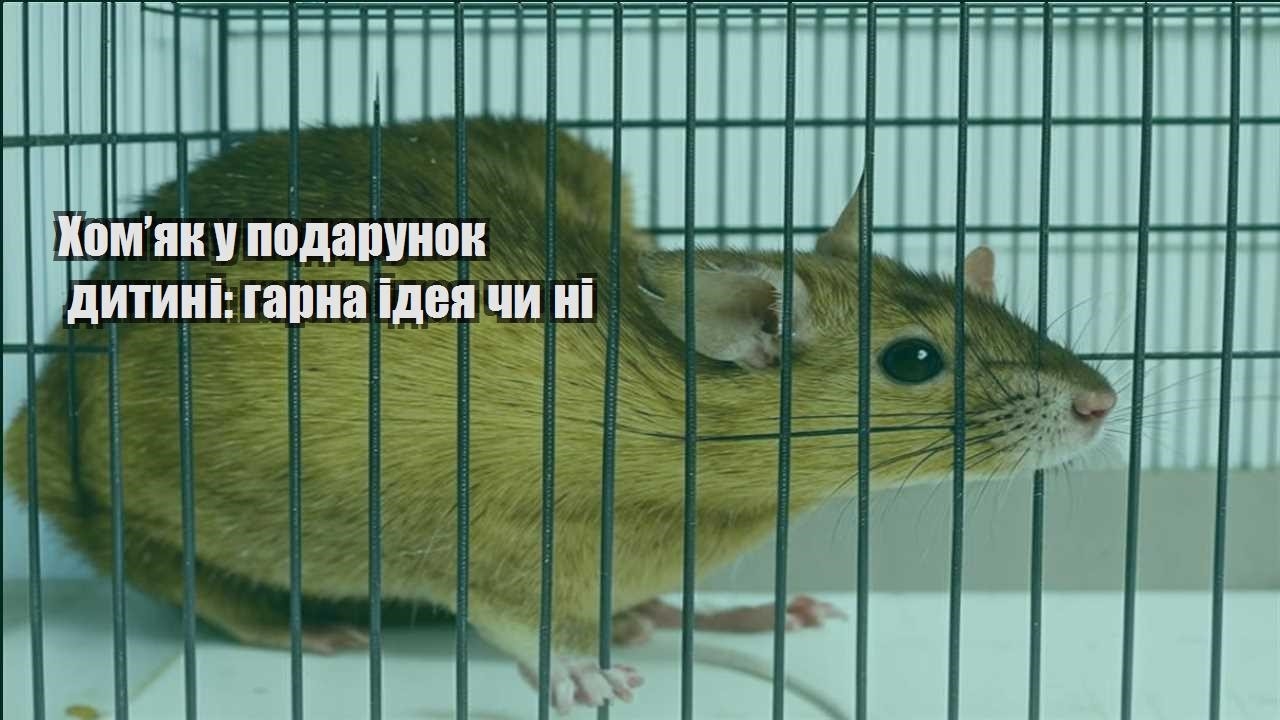 homyak u podarunok dytyni garna ideya chy ni