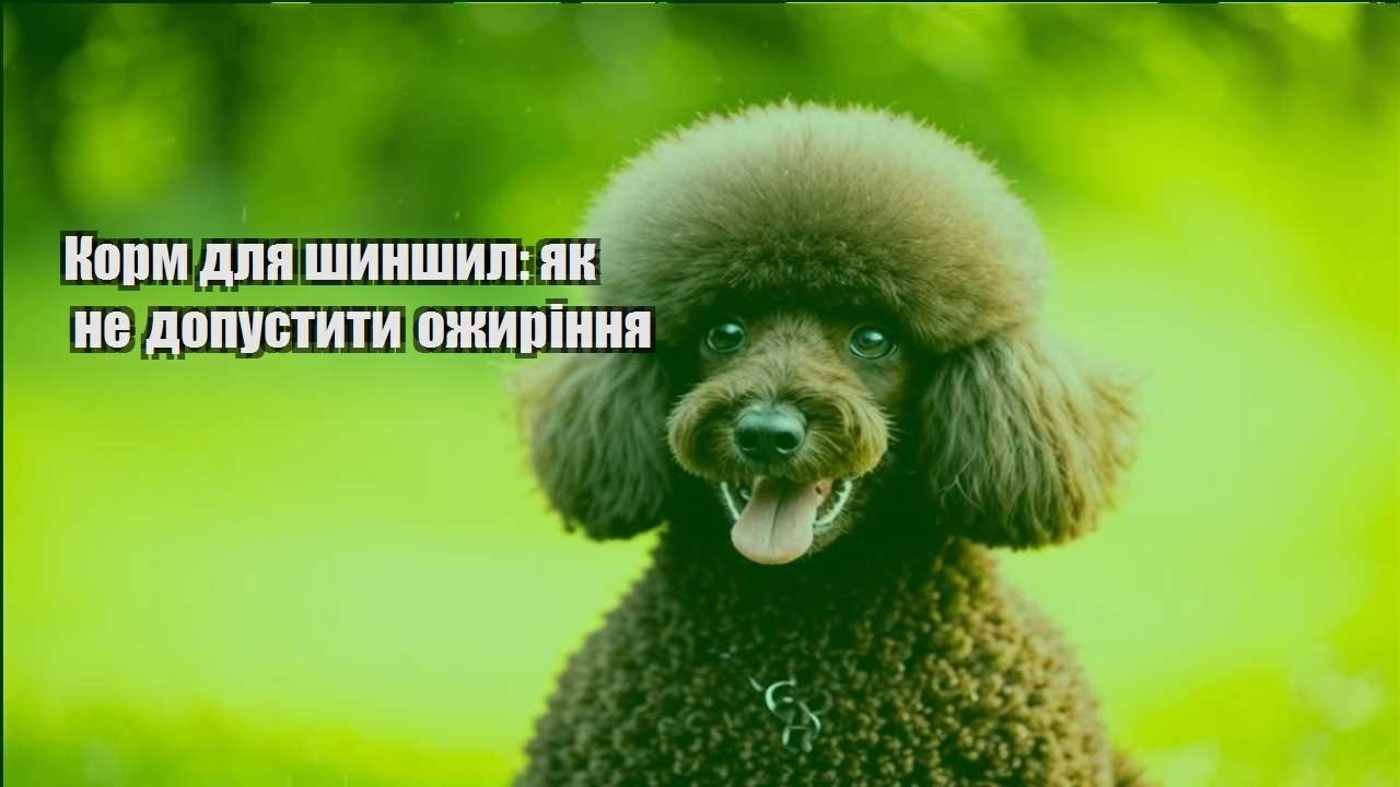 korm dlya shynshyl yak ne dopustyty ozhyrinnya