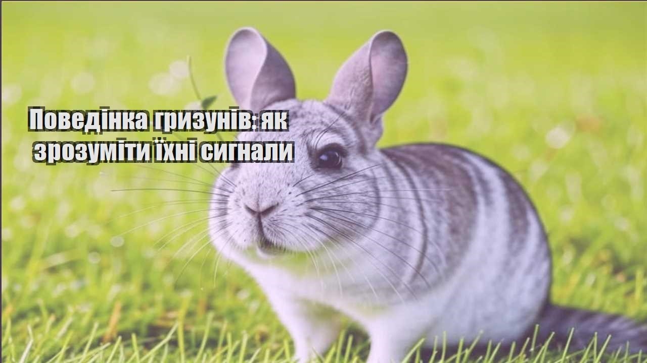 povedinka gryzuniv yak zrozumity yihni sygnaly