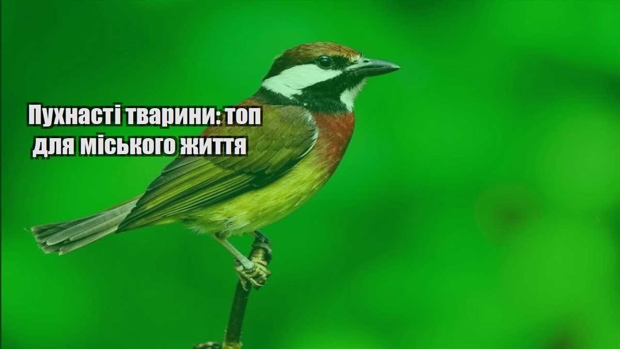 puhnasti tvaryny top dlya miskogo zhyttya